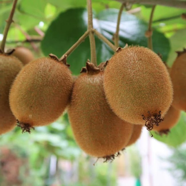 Kiwifruit H4 Female - Ladybird Nursery