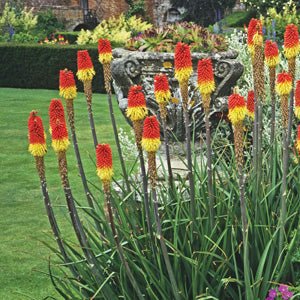 Red Hot Poker Traffic Lights (Kniphofia) - Ladybird Nursery
