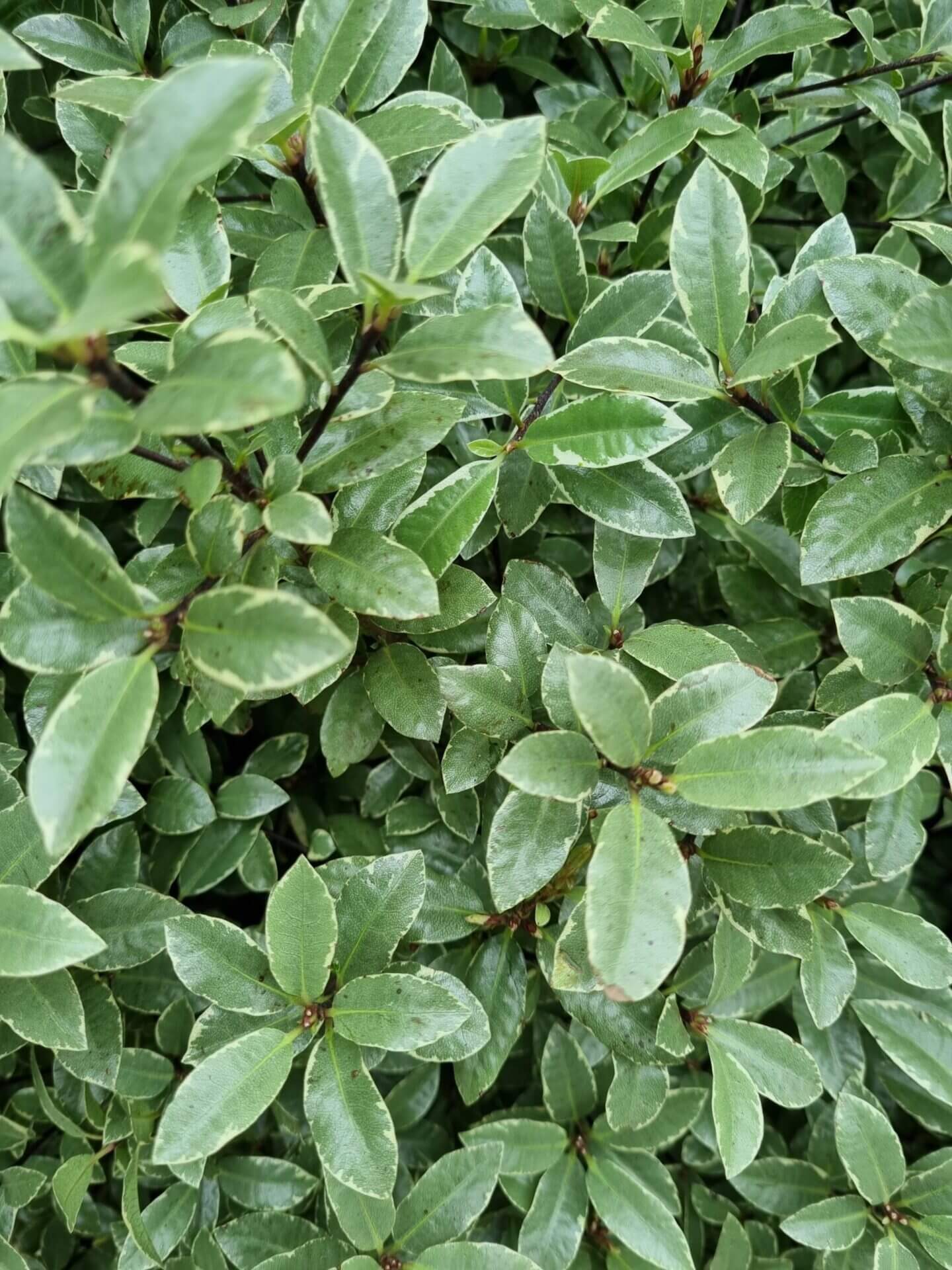 Kohuhu Hole in One (Pittosporum tenuifolium) - Ladybird Nursery