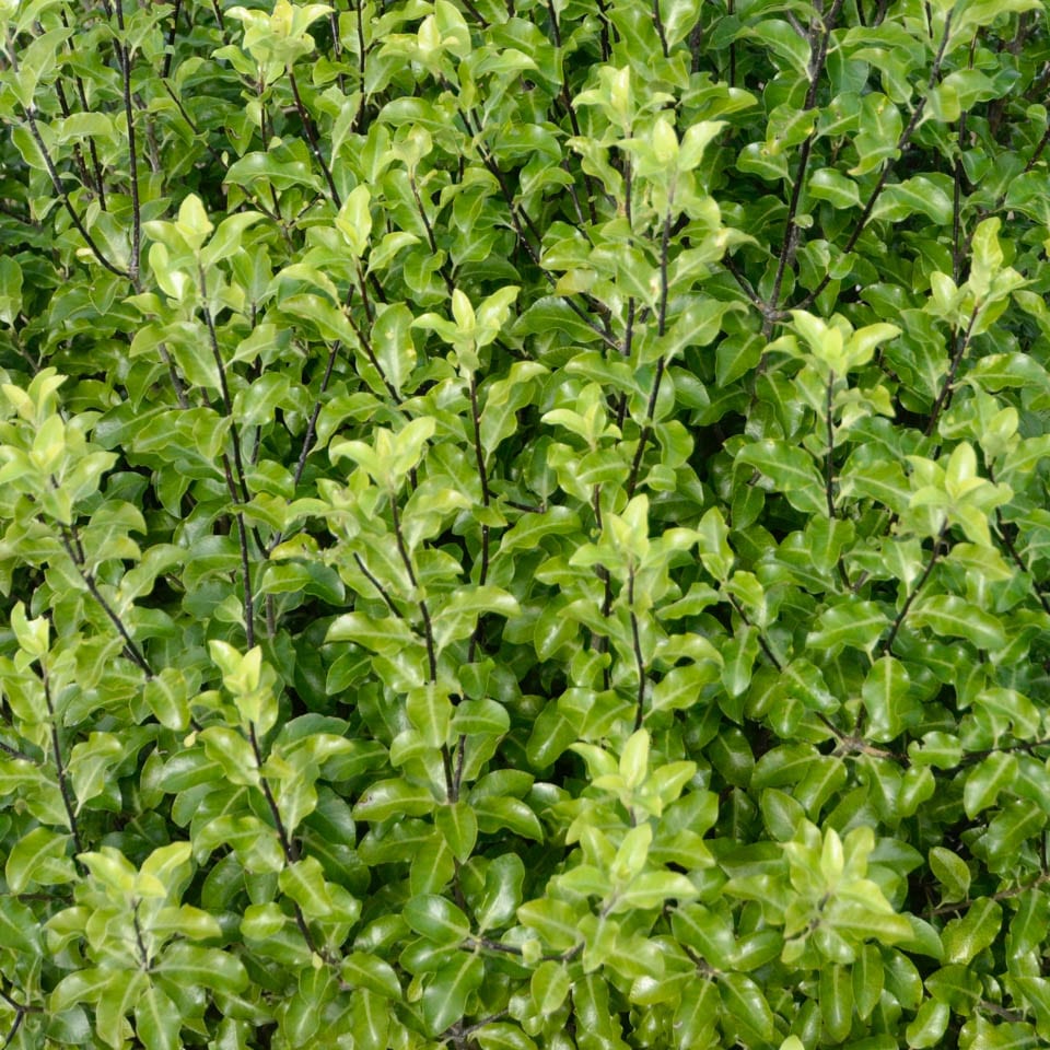 Kohuhu Hole in One (Pittosporum tenuifolium) - Ladybird Nursery