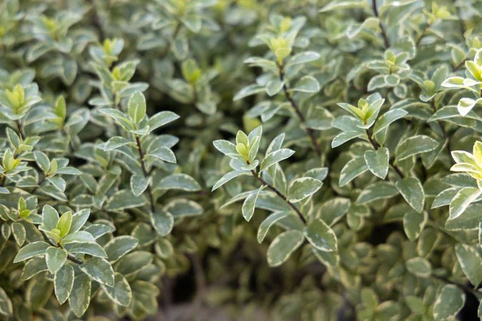 Kohuhu Ivory Pillar (Pittosporum tenuifolium) - Ladybird Nursery