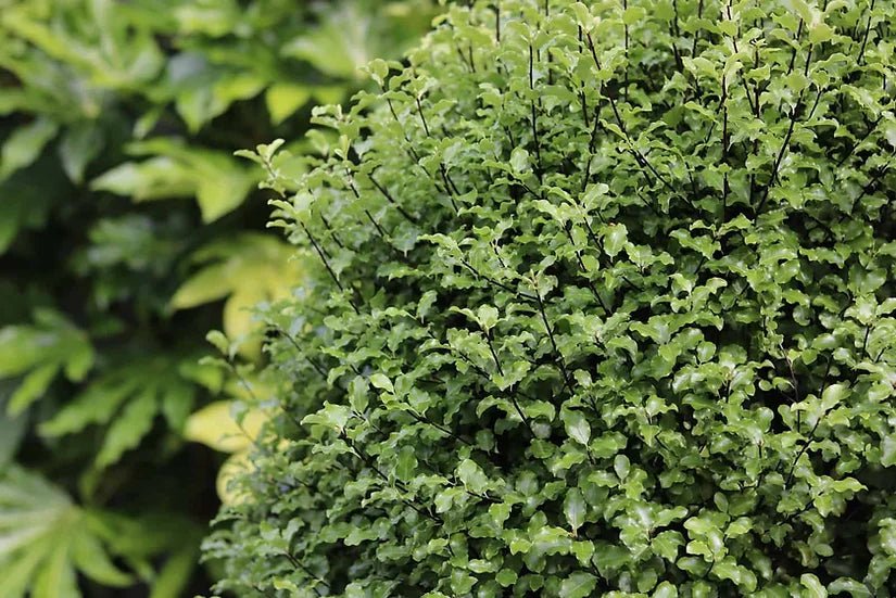 Kohuhu James Stirling (Pittosporum tenuifolium) - Ladybird Nursery