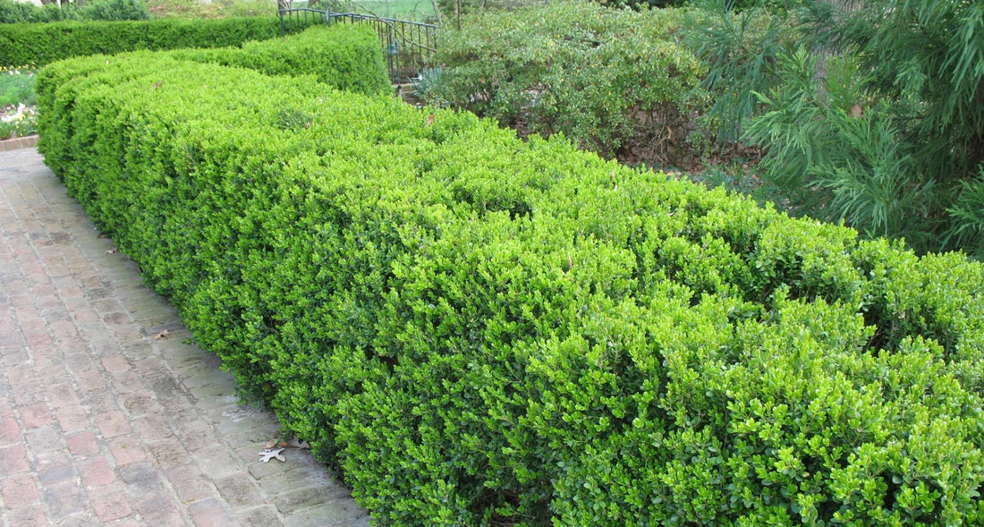 Korean Box Koreana (Buxus microphylla) - Ladybird Nursery