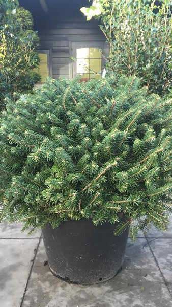 Korean Fir Compact Dwarf (Abies koreana)