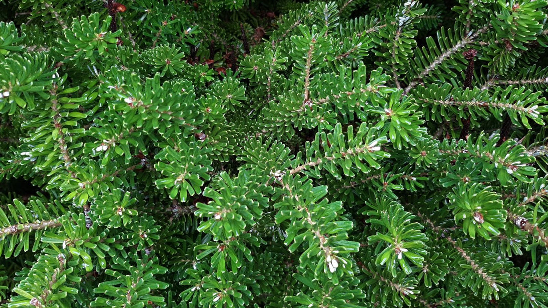 Korean Fir Compact Dwarf (Abies koreana) - Ladybird Nursery