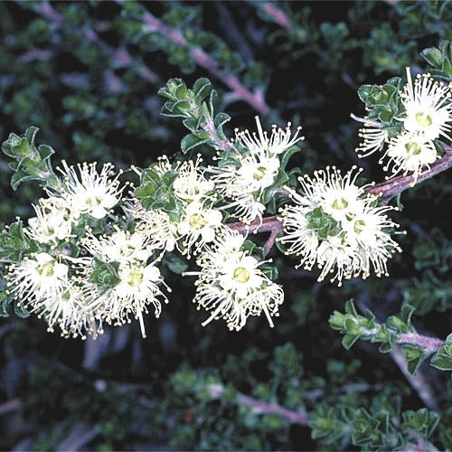 Kunzea Carpet (Kunzea Badja) - Ladybird Nursery