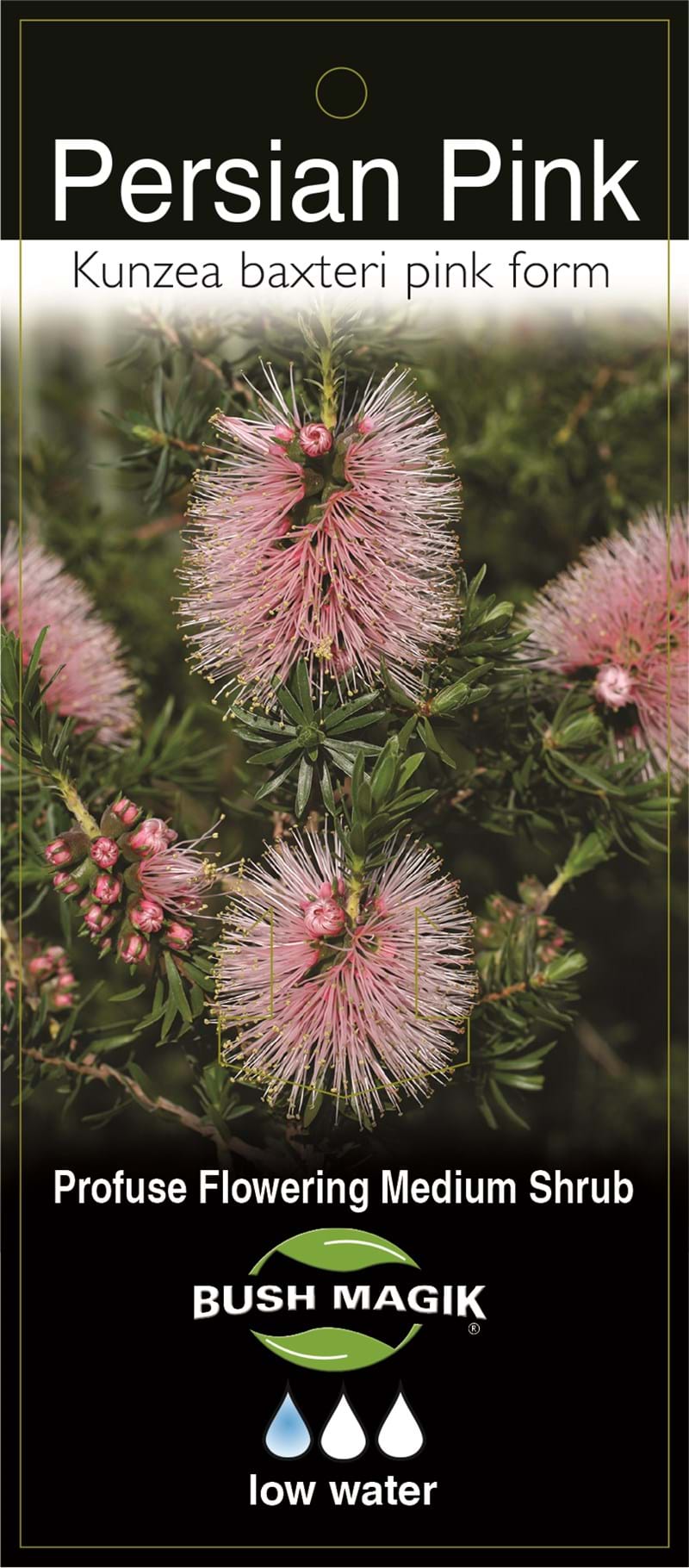 Kunzea baxteri 'Persian Pink' - Ladybird Nursery