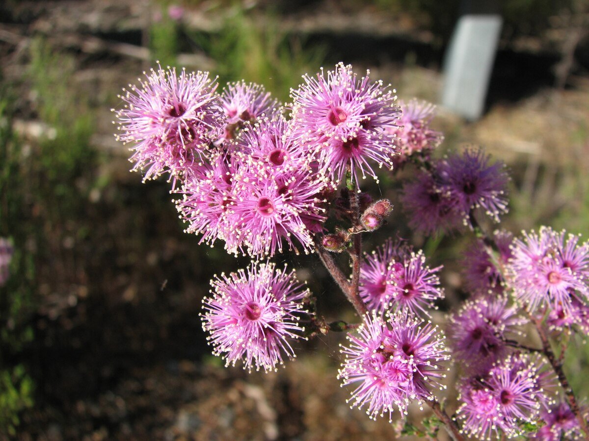 Violet Kunzea (Kunzea parvifolia) - Ladybird Nursery