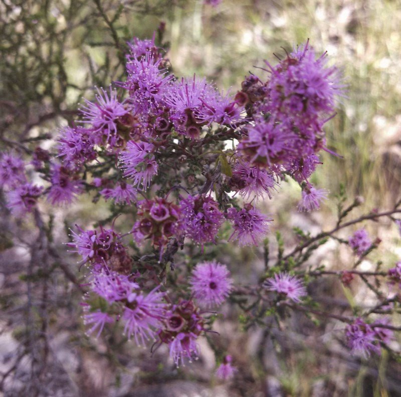 Violet Kunzea (Kunzea parvifolia) - Ladybird Nursery