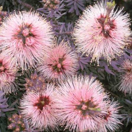 Kunzea baxteri 'Persian Pink' - Ladybird Nursery