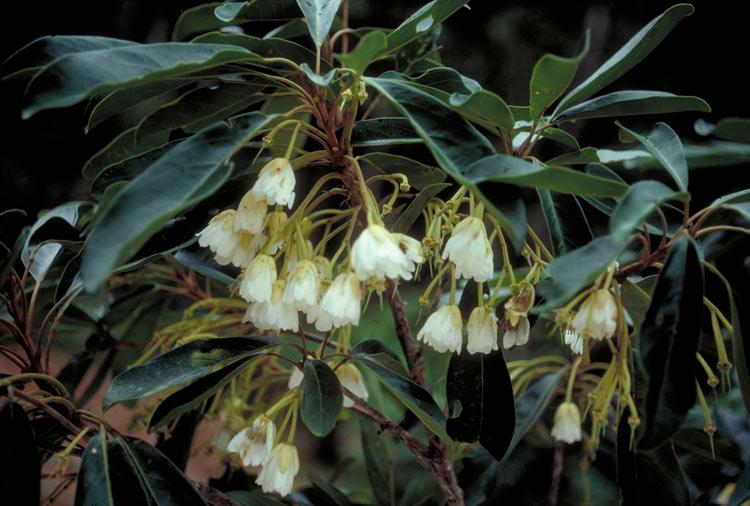 Kuranda Quandong (Elaeocarpus bancroftii) - Ladybird Nursery