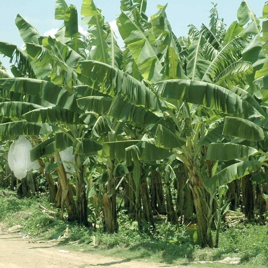 Lady Finger Banana (QLD Only) - Ladybird Nursery