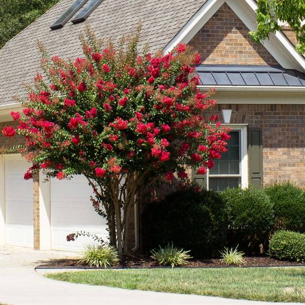 Crepe Myrtle Scarlet Retreat (Lagerstroemia) - Ladybird Nursery