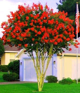 Crepe Myrtle Newmanii (Lagerstroemia) - Ladybird Nursery
