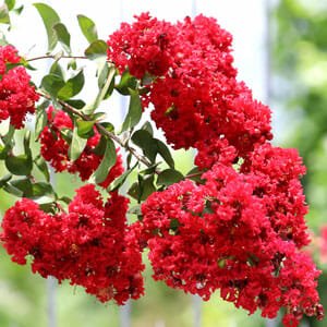 Crepe Myrtle Enduring Summer Red (Lagerstroemia x) - Ladybird Nursery
