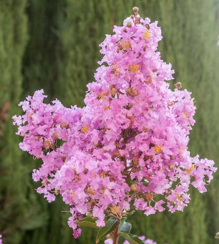 Crepe Myrtle Lipan (Lagerstroemia) - Ladybird Nursery