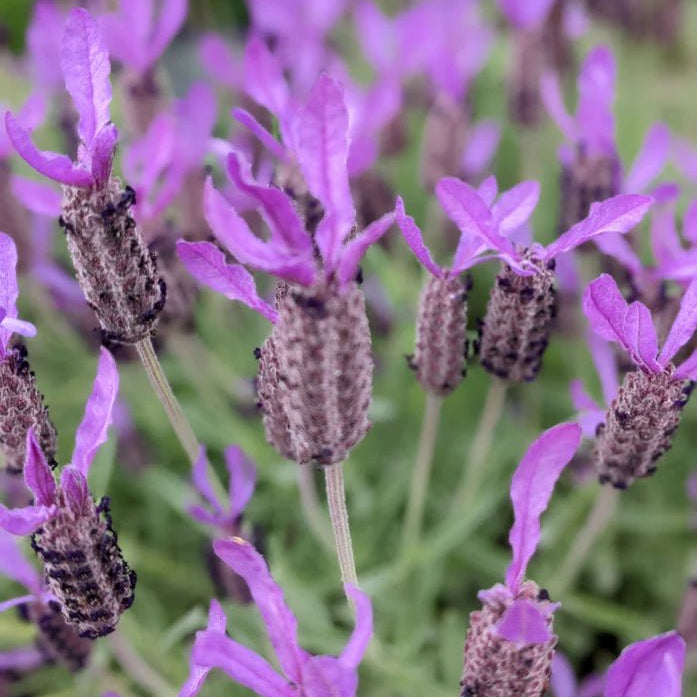 Lavender - Avonview (Lavandula stoechas) - Ladybird Nursery