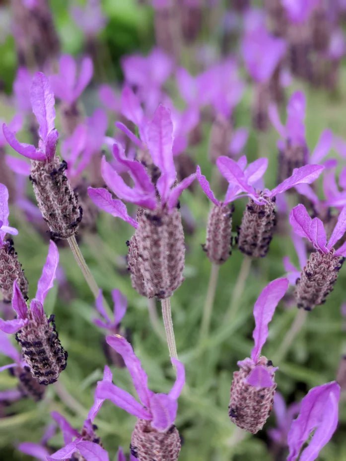 Lavender - Avonview (Lavandula stoechas) - Ladybird Nursery