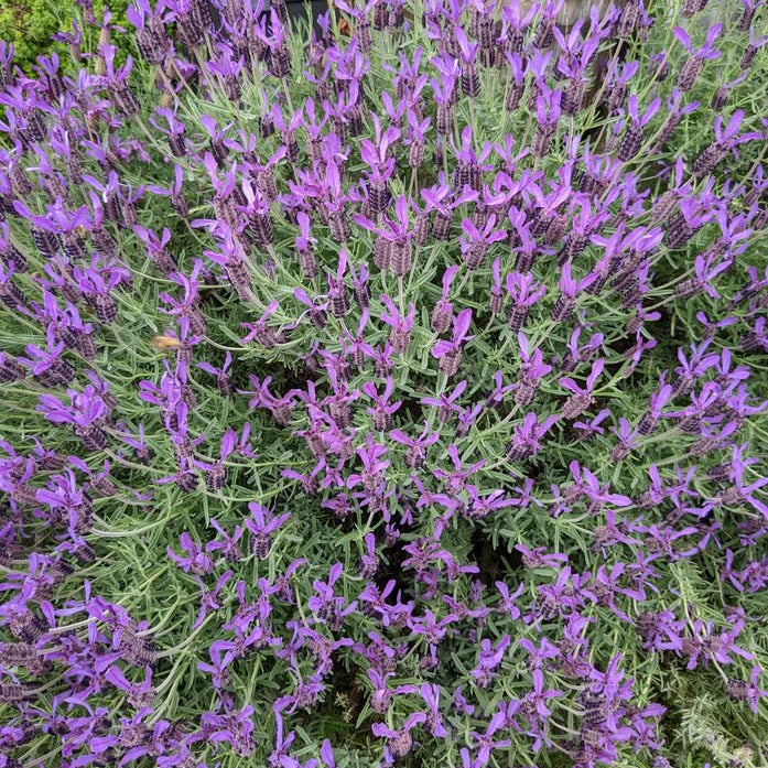 Lavender - Avonview (Lavandula stoechas) - Ladybird Nursery