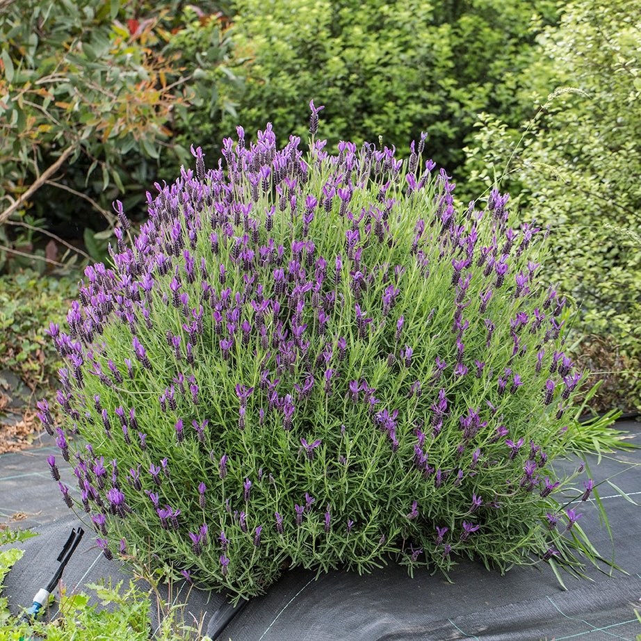 Lavender - Avonview (Lavandula stoechas) - Ladybird Nursery