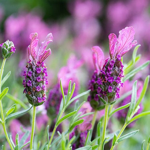 Lavender - Bubbleberry Ruffles (Lavandula pedunculata) - Ladybird Nursery