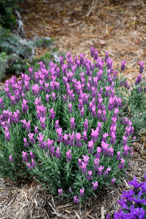 Lavender - Bubbleberry Ruffles (Lavandula pedunculata) - Ladybird Nursery
