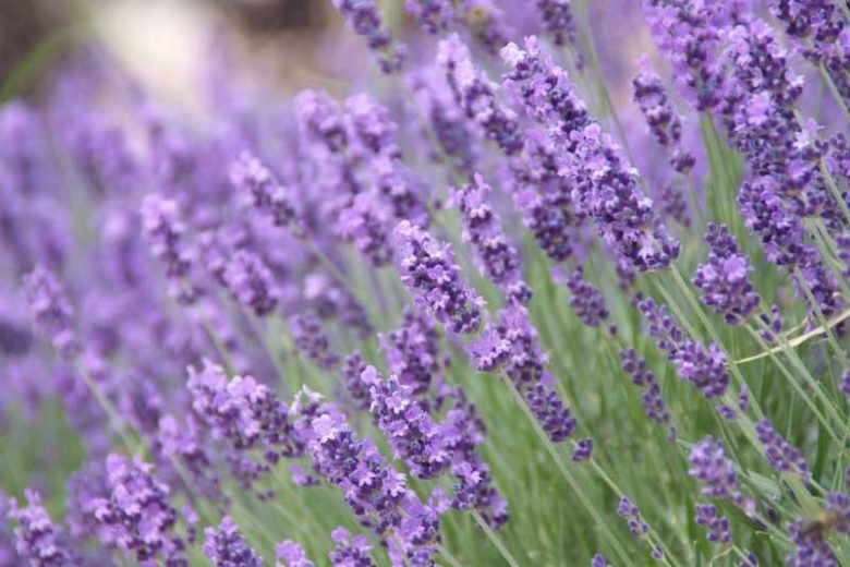 Lavender - English (Lavandula angustifolia) - Ladybird Nursery