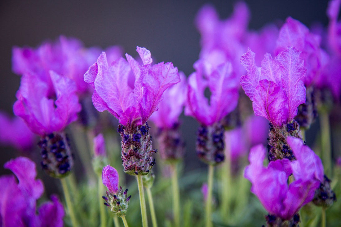 Lavender - Fairy Wings Spellbound (Lavandula pedunculata) - Ladybird Nursery