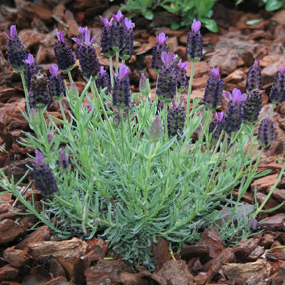 Lavender 'Tuscany Dark Royalty' - Ladybird Nursery