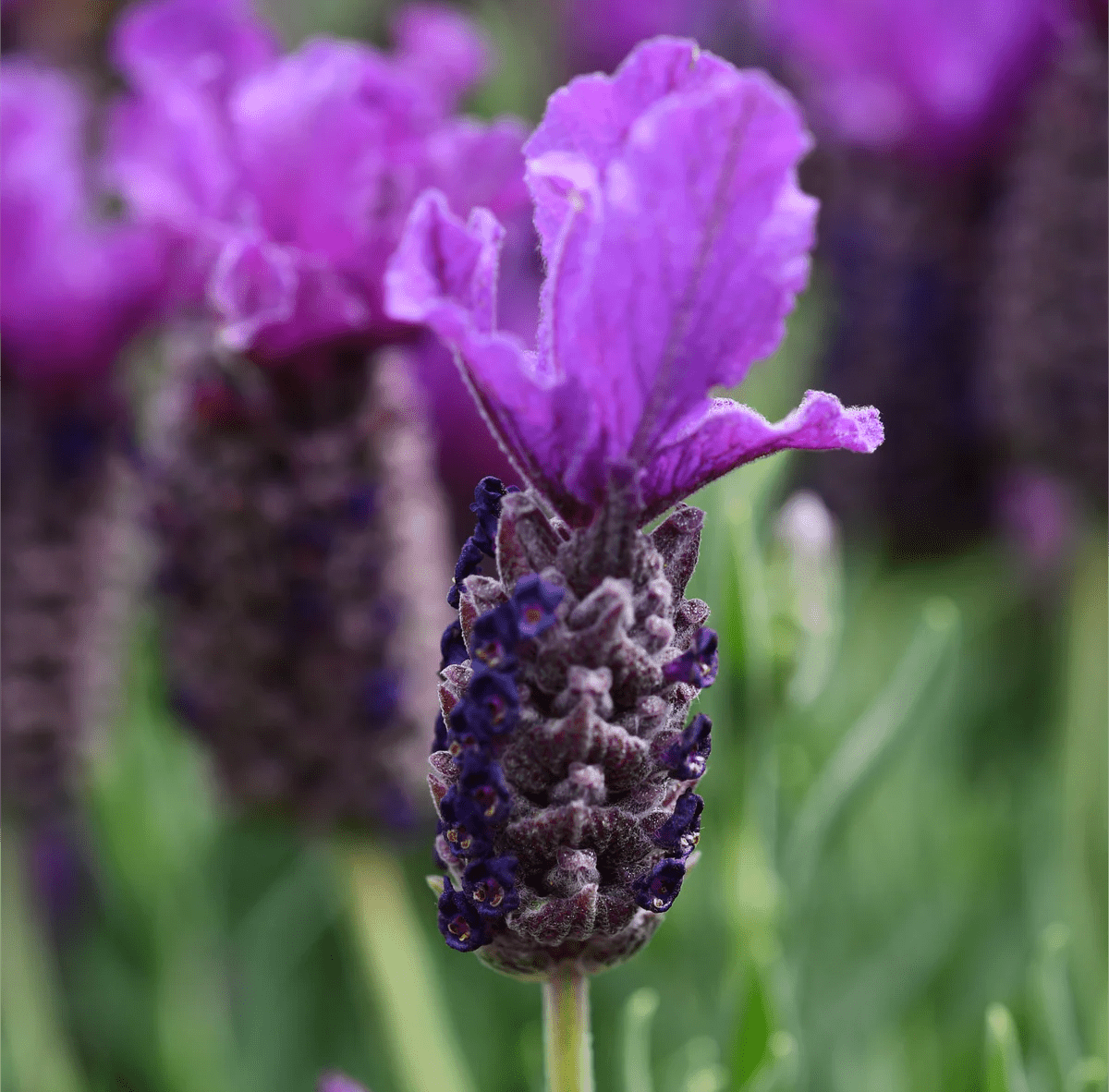Lavender 'Tuscany Dark Royalty' - Ladybird Nursery