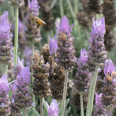 Lavender - French (Lavandula dentata) - Ladybird Nursery