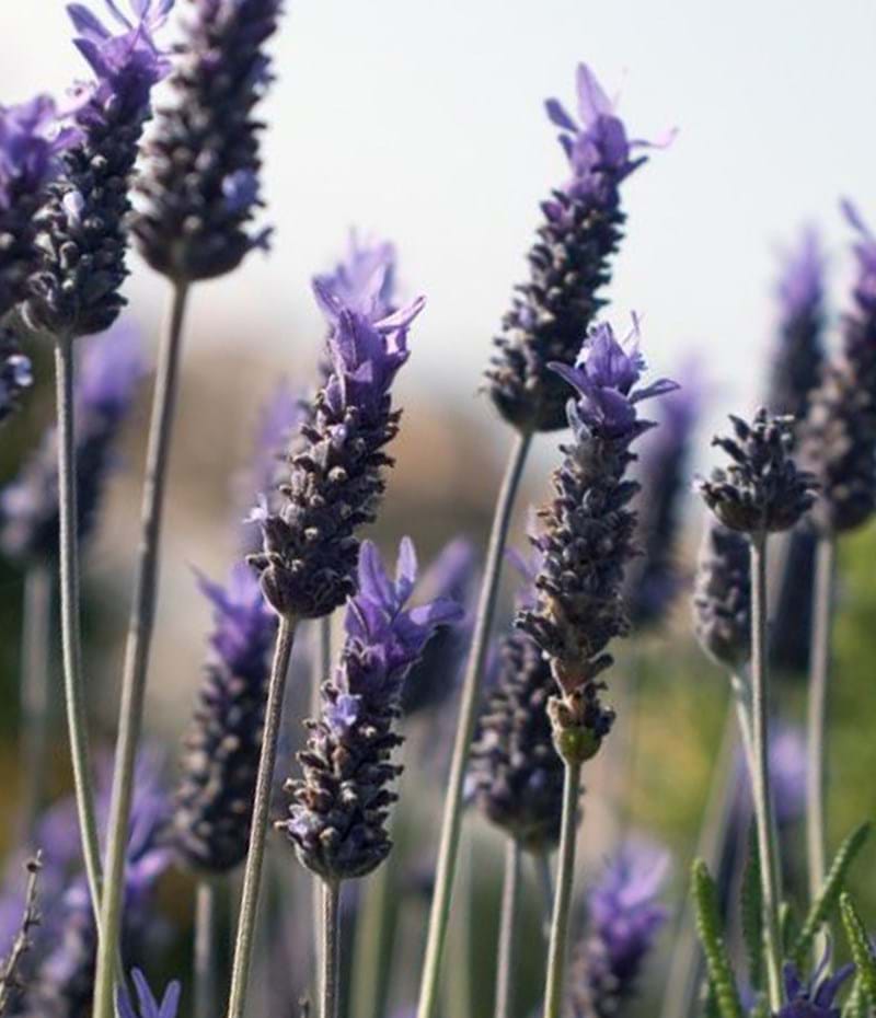 Lavender - French Revolution (Lavandula dentata) - Ladybird Nursery