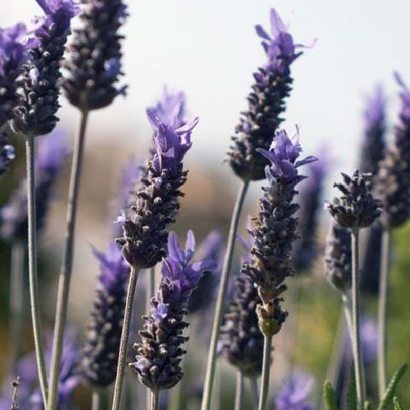 Lavender - French Revolution (Lavandula dentata) - Ladybird Nursery