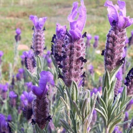 Lavender - Hazel (Lavandula stoechas) - Ladybird Nursery