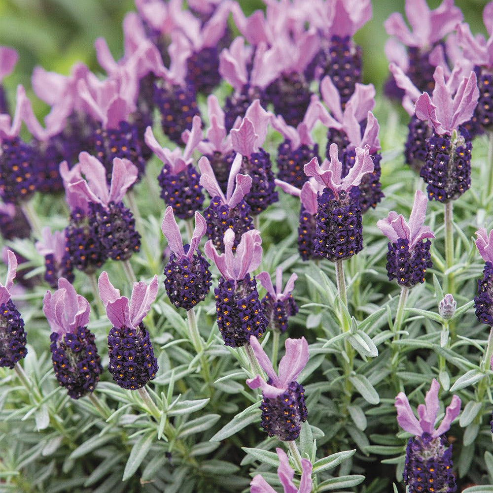 night lavender plant Lavender