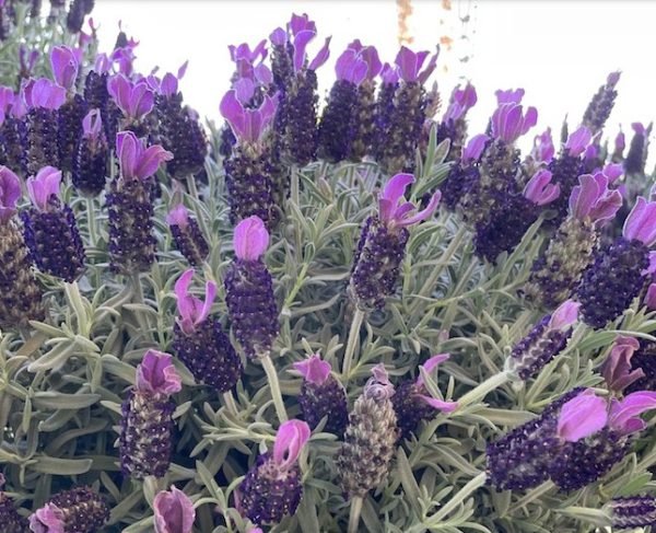Lavender - LaDiva Big Night Papillon (Lavandula) - Ladybird Nursery