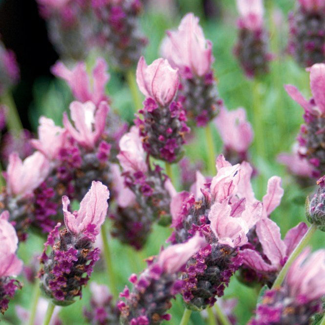 Lavender - Loveheart (Lavandula) - Ladybird Nursery