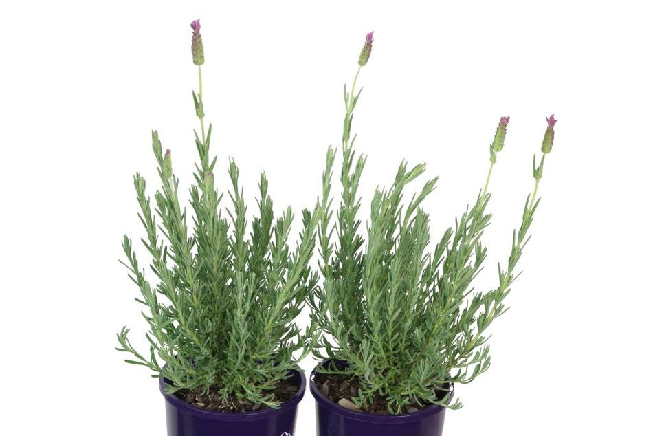 Lavender Pinkberry Ruffles (Lavandula pedunculata)