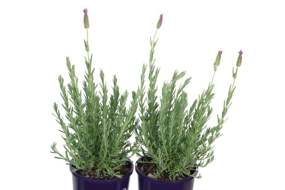 Lavender Pinkberry Ruffles (Lavandula pedunculata) - Ladybird Nursery