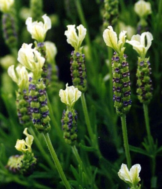 Lavender - Pippa White (Lavandula spp.) - Ladybird Nursery