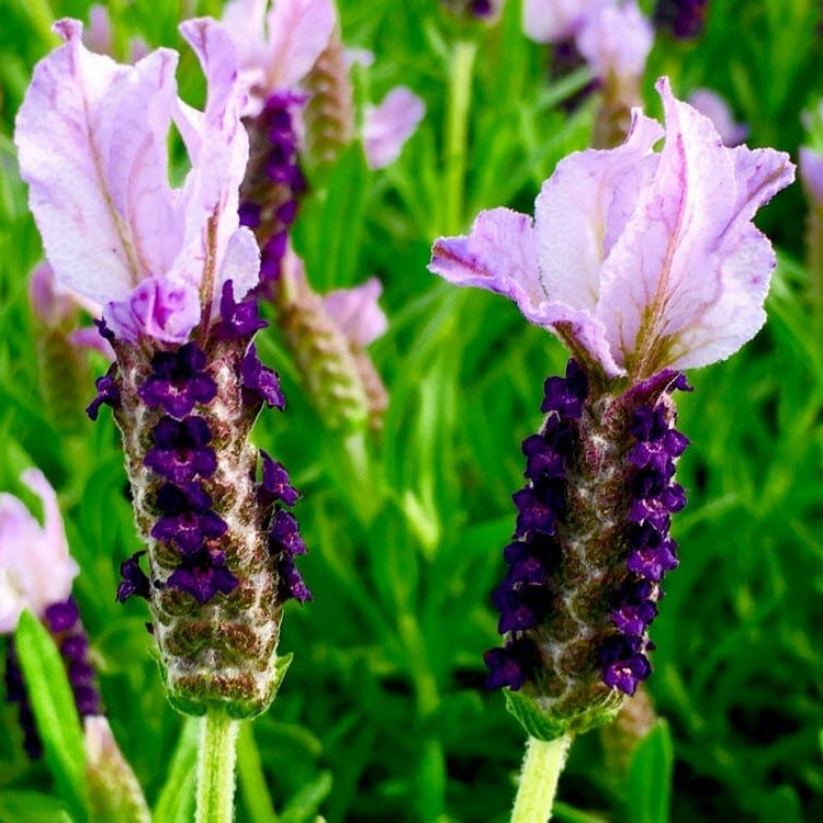 Lavender - Sensation Blue (Lavandula pedunculata) - Ladybird Nursery