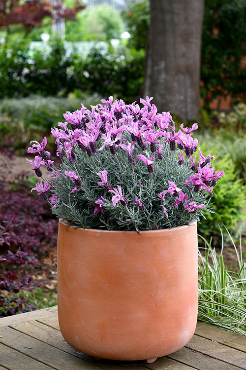 Lavender - Silver Princess (Lavandula hyb.)