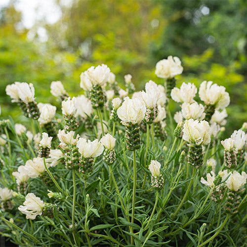 Lavender 'Vanillaberry Ruffles' (Lavandula pedunculata) - Ladybird Nursery