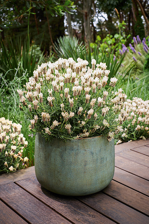 Lavender 'Vanillaberry Ruffles' (Lavandula pedunculata)