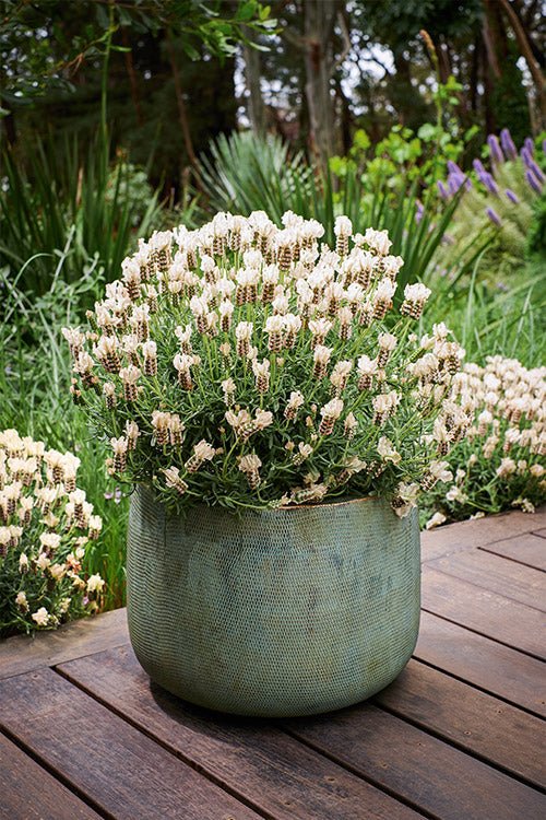 Lavender 'Vanillaberry Ruffles' (Lavandula pedunculata) - Ladybird Nursery