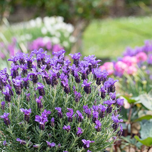 Lavender 'The King' - Ladybird Nursery