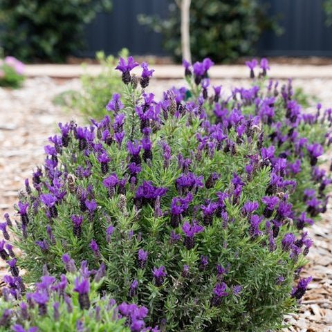 Lavender 'The Prince' - Ladybird Nursery
