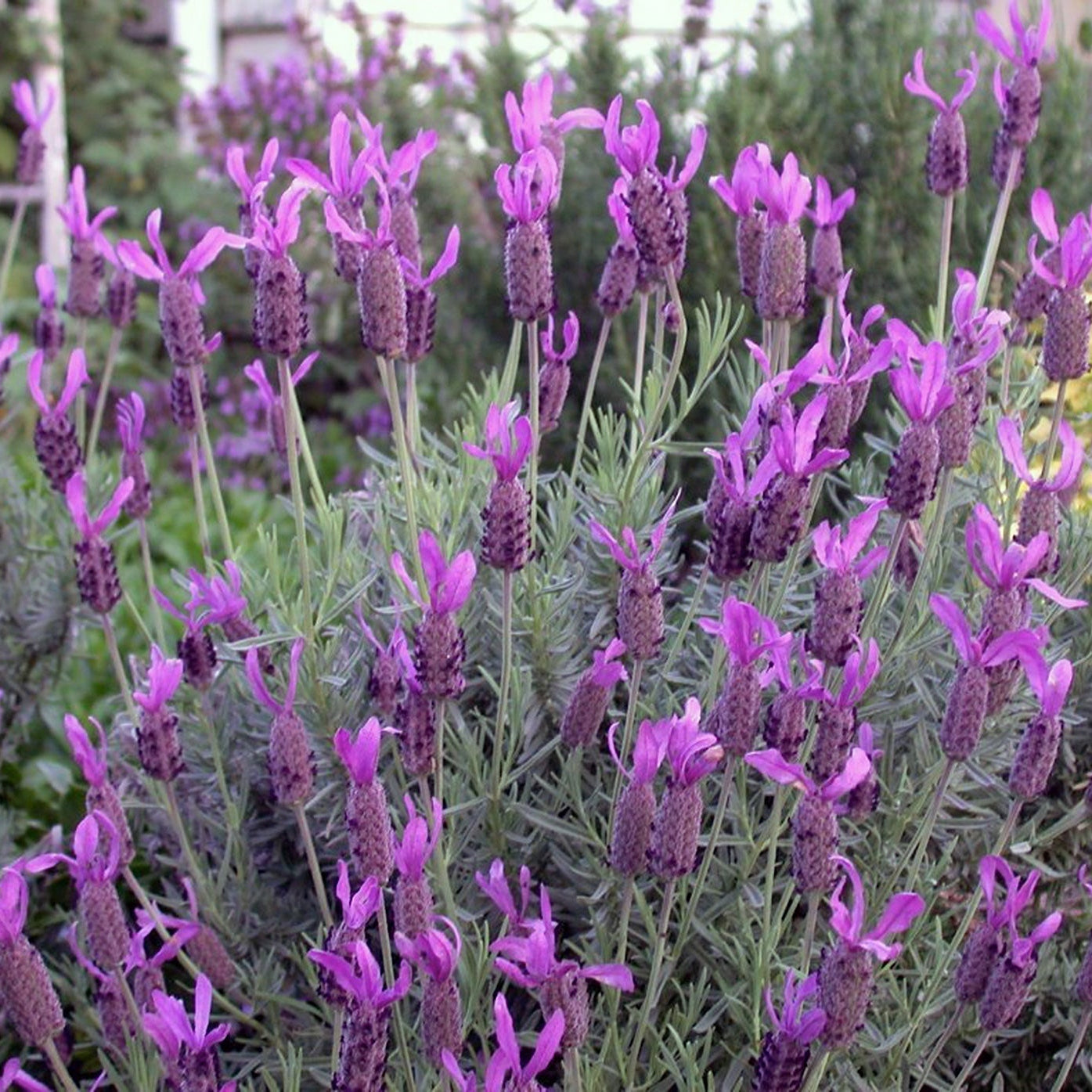 Lavender 'Avonview' (Lavandula stoechas) - Extra Large (PICKUP ONLY)