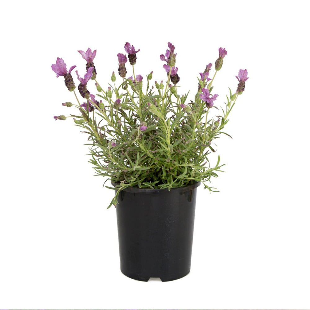 Lavender Fairy Wings ‘Spellbound’ - Ladybird Nursery