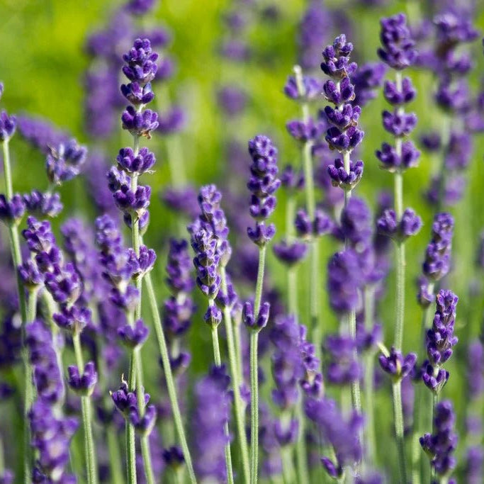 Lavender ‘Hidcote’ - Ladybird Nursery